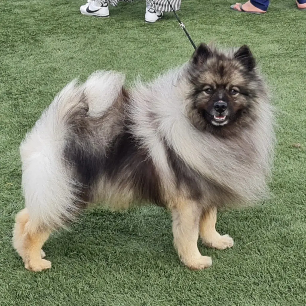 Por-qué-somos-los-mejores