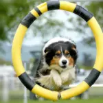 adiestramiento-canino